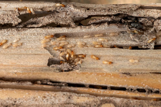 Best Wildlife Control Services  in Pleasant View, UT
